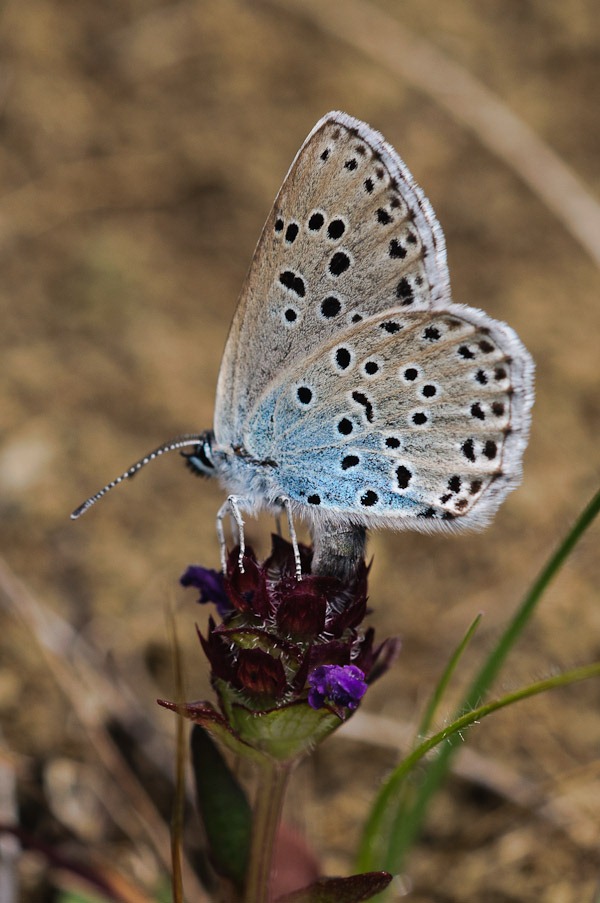 Large Blue Butterfly