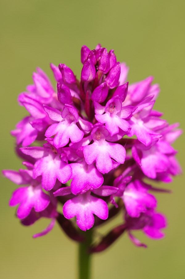 Pyramid Orchid