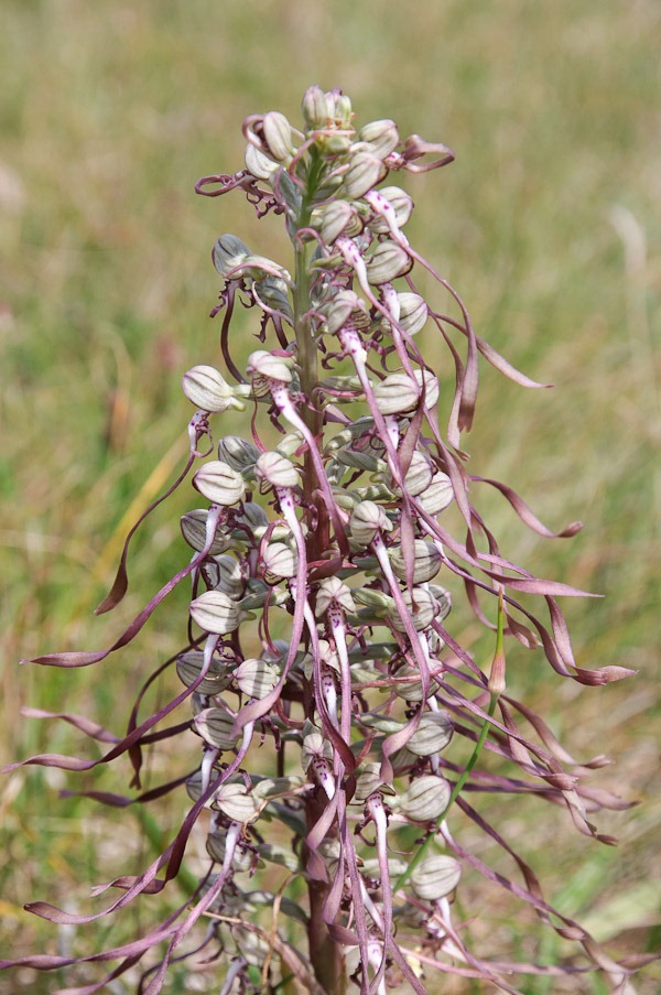 Lizard Orchid