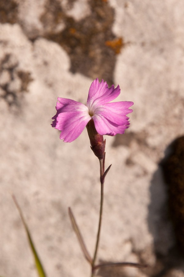 Cheddar Pink