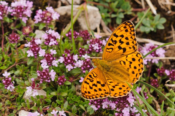 High Brown Fritillary