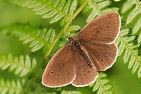 Ringlet