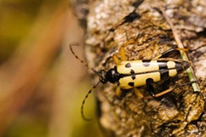 Longhorn Beetle