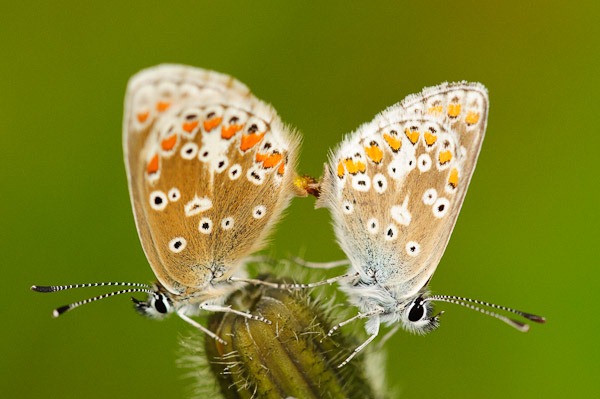 Common Blue's mating