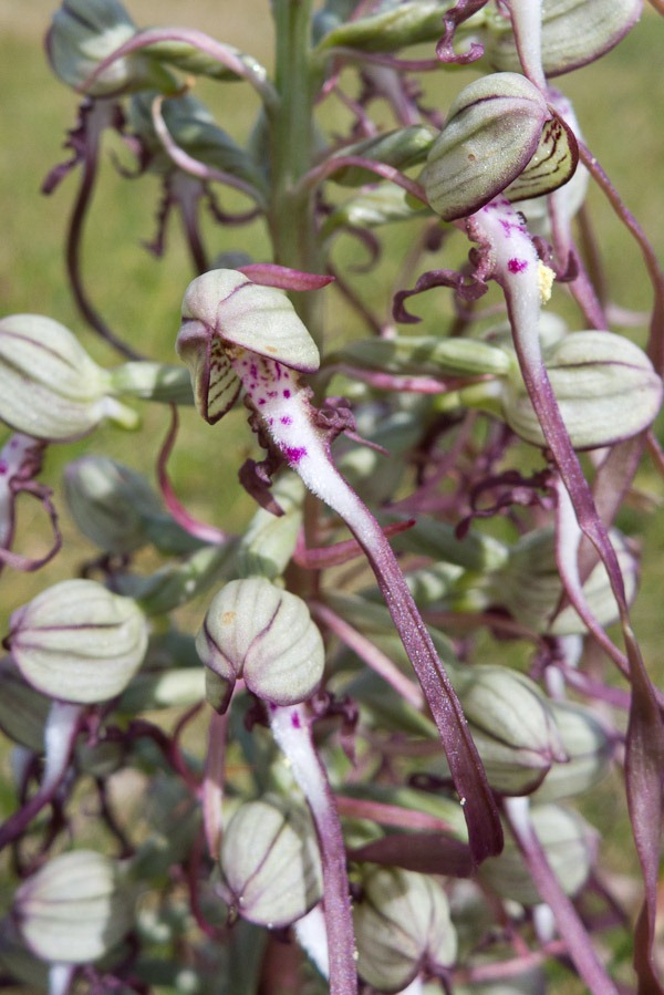 Lizard Orchid - close up