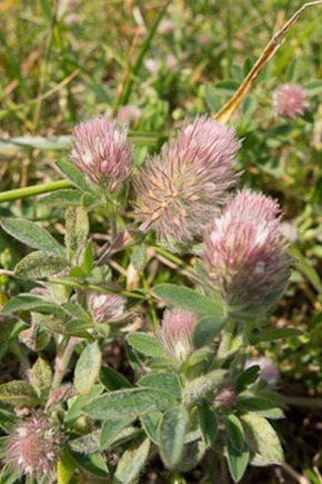 Hare's foot Clover 