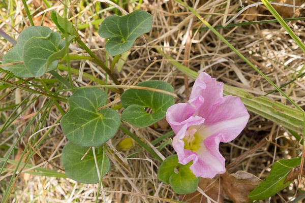 Sea Bindweed