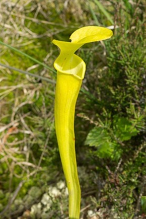 Yellow Pitcher Plant