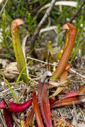 Purple Pitcher Plant