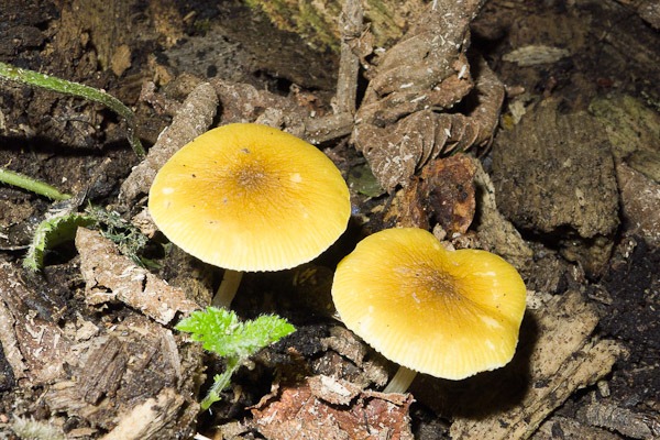 Lion's Shield Mushroom