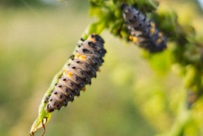 Ladybird larvae