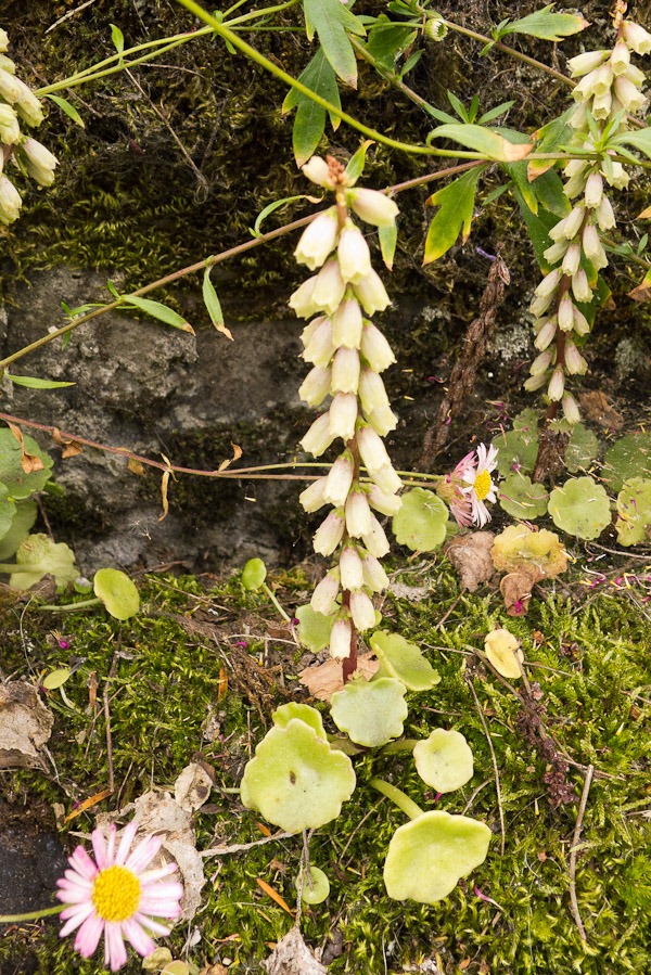 Navelwort