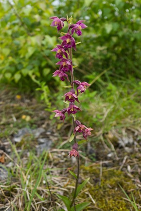 Dark Red Helleborine