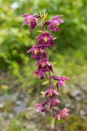 Dark Red Helleborine