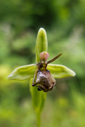 Fly Orchid