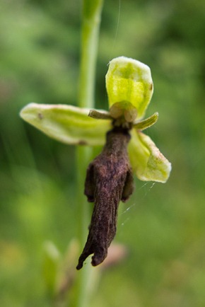 Fly Orchid