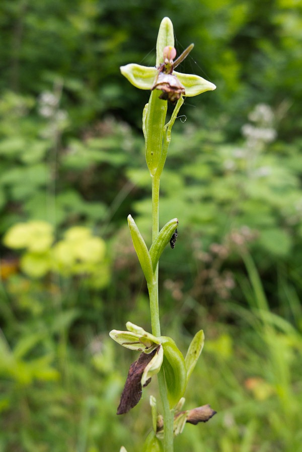 Fly Orchid