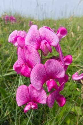 Tuberous Pea