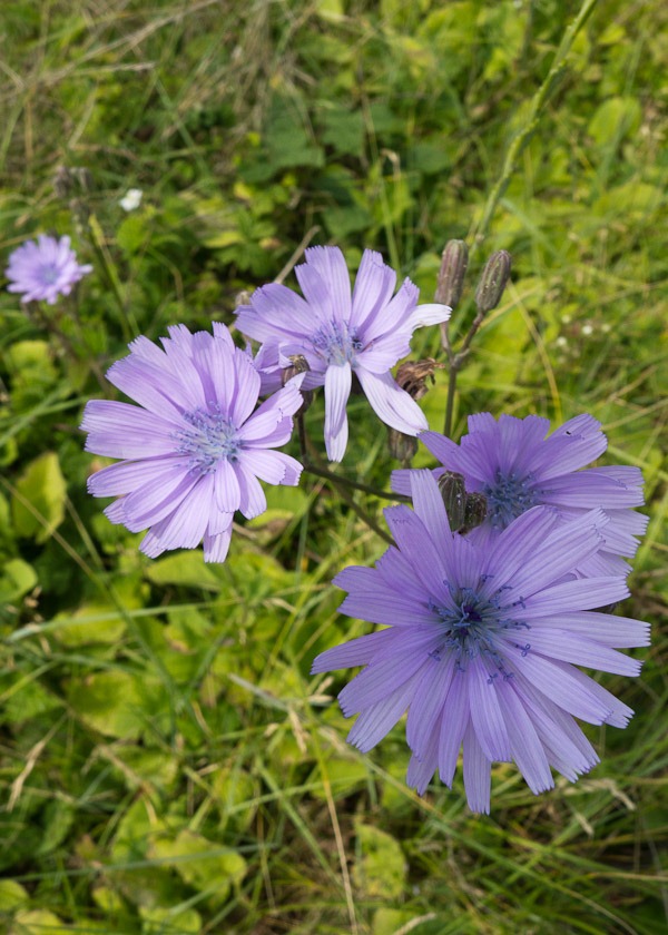 Wild Chicory