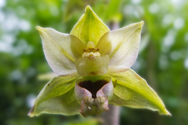 Close up of the Broad leaved Helleborine flower