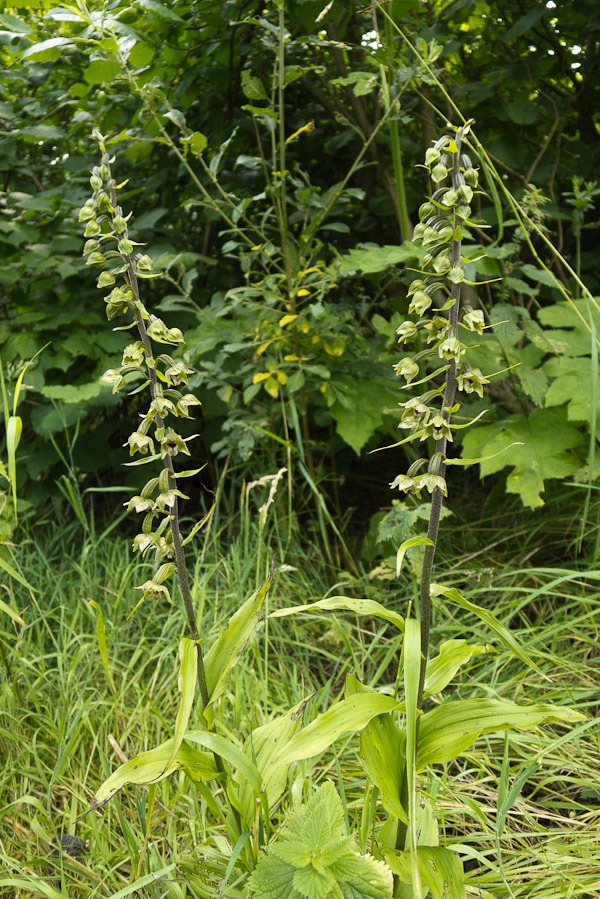 Pale variety of the Broad leaved Helleborine