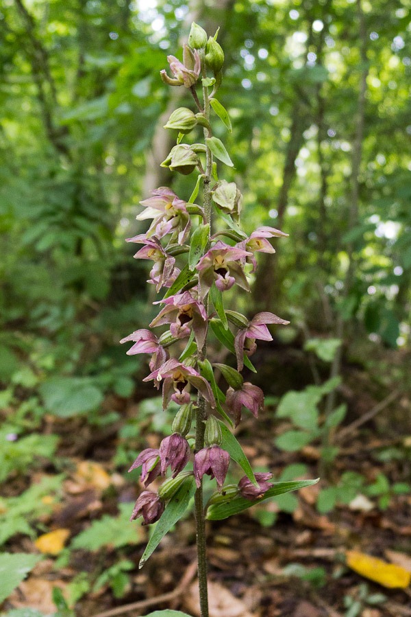 Broad leaved Helleborine (pink variety)