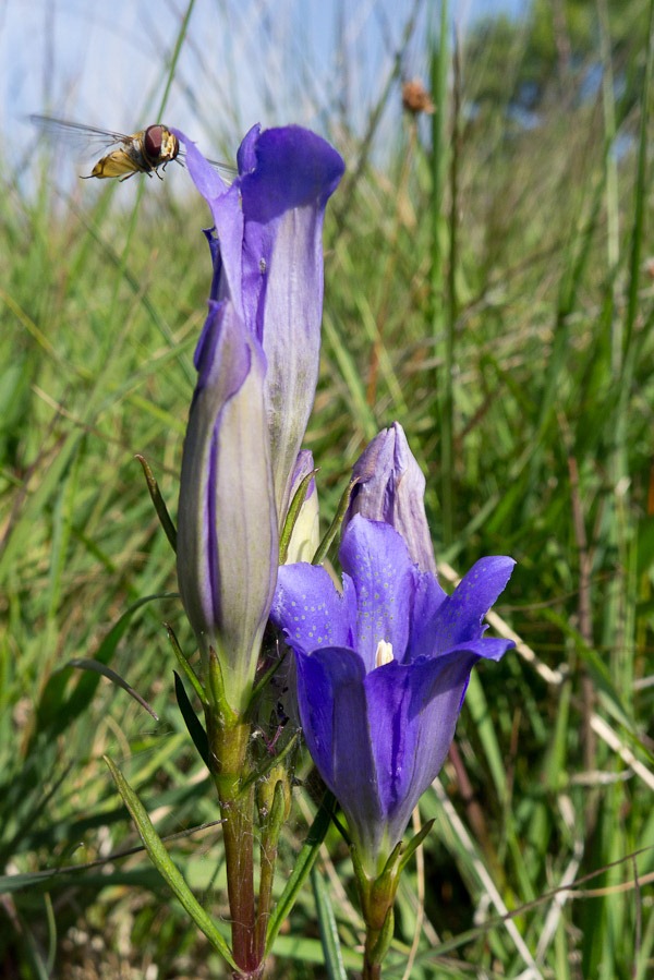 Marsh Gentian and Hoverfly