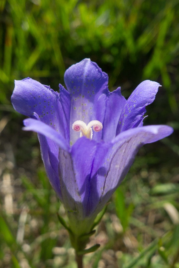 Marsh Gentian