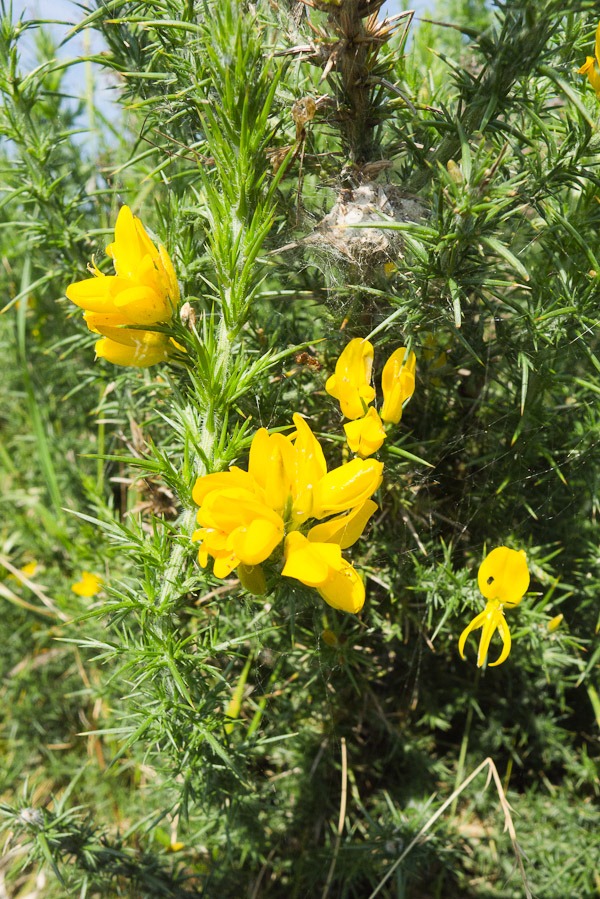 Western Gorse