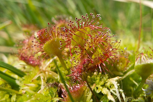 Sundew