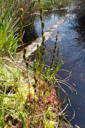 Sundew in Flower