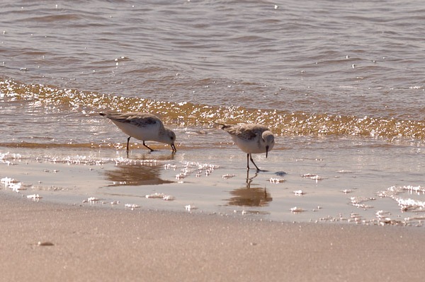 Sanderlings