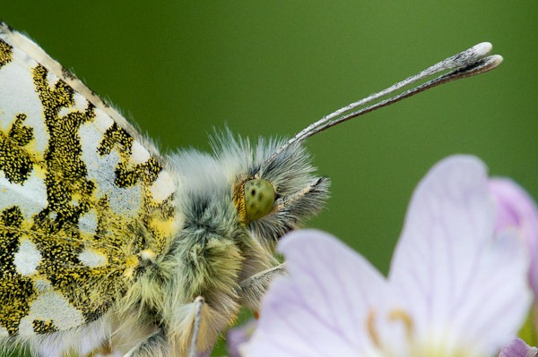 Orange Tip Butterfly -close up