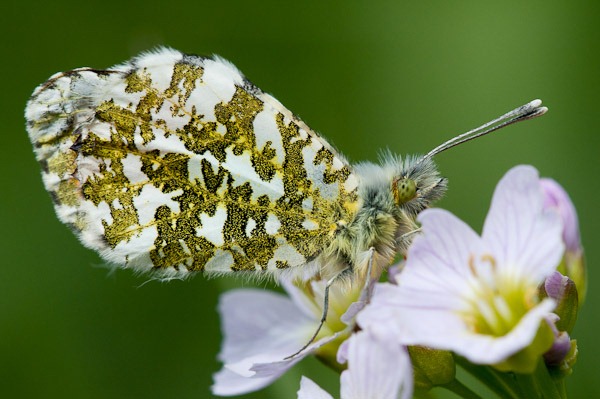 Underwing of a male Orange Tip Butterfly