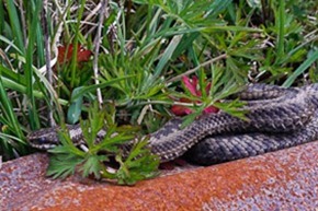 Adder