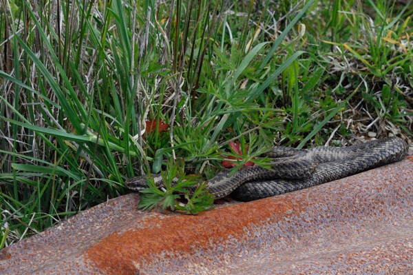 Adder close to Dancing Ledge, Langton Matavers