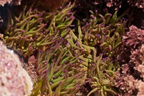 Snakeslock Anemones 