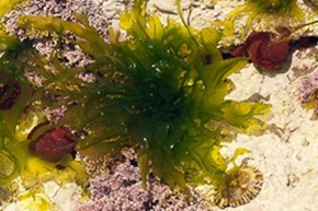 Rockpool on Dancing Ledge