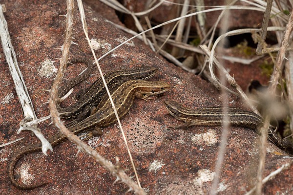 Basking Common Lizards