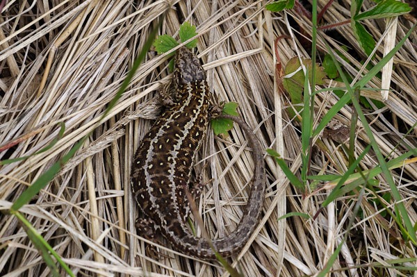 Sand Lizard (female)