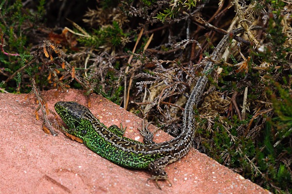 Sand Lizard (male)