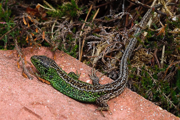 Sand Lizard (male) at Higher Hyde Heath