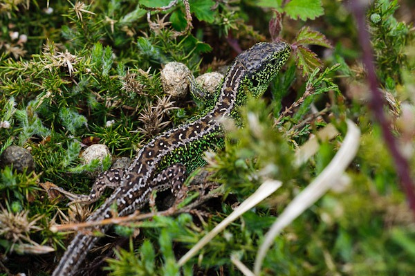 Sand Lizard (male) at Higher Hyde Heath