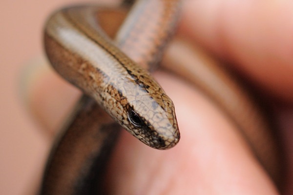 Slow Worm (Legless Lizard) at Arne