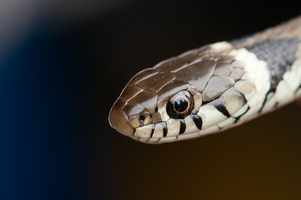 A young Grass Snake at Arne