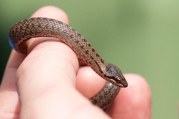 Young Smooth Snake found on the reptile ramble at Arne