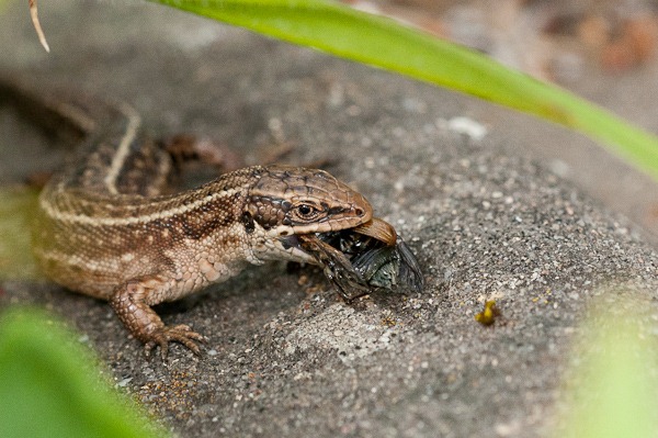 Common Lizard at Higher Hyde Heath