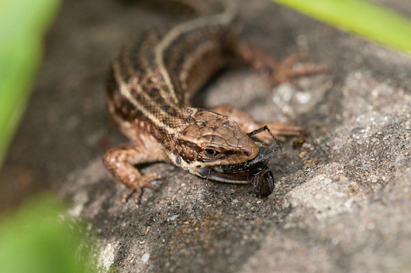 Common Lizard eating a fly