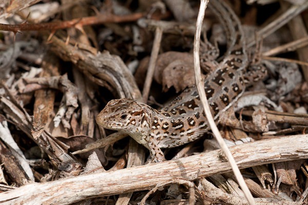 Sand Lizard (female)