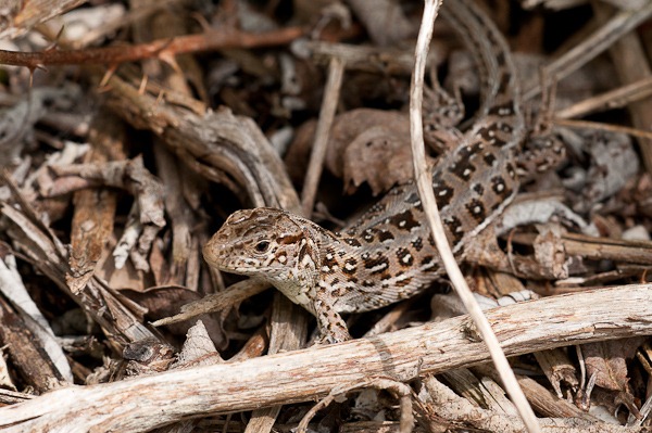 Sand Lizard (female) at Higher Hyde Heath